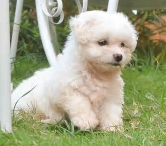 Discovering the Maltese Terrier: A Comprehensive Guide for Dog Lovers