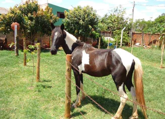 Discovering the Mangalarga Horse: A Comprehensive Guide