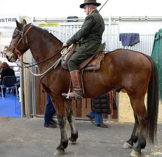 Maremmana Horse