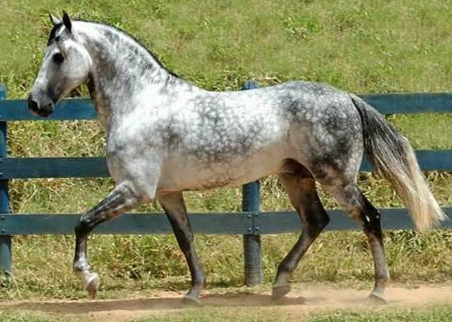 Mangalarga Marchador