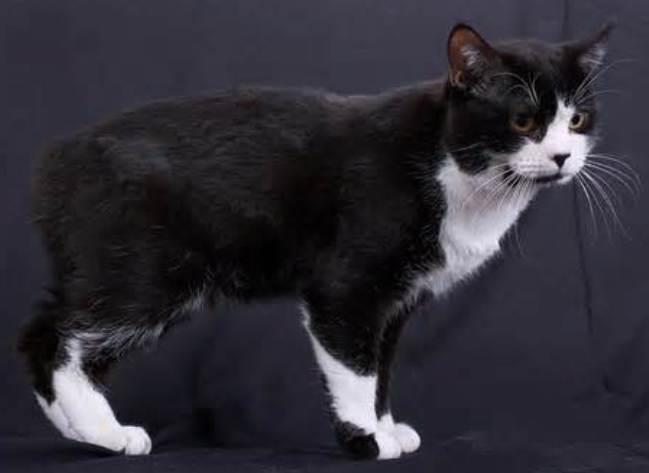 Manx Cat