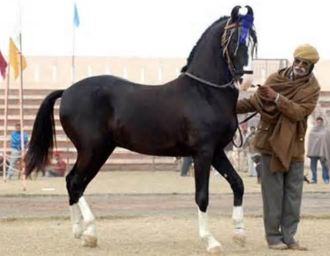 Marwari Horse