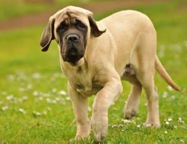 Mastiff