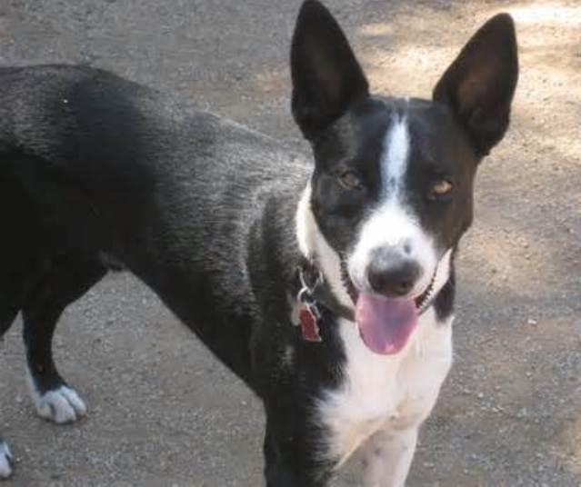 McNab  Collie