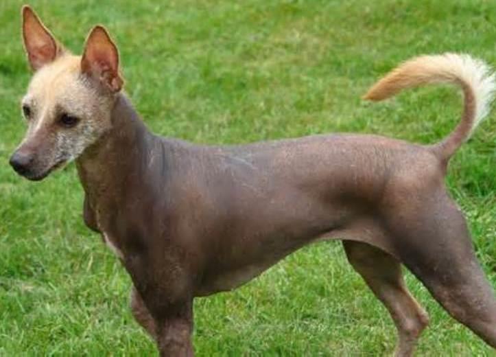 Mexican Hairless