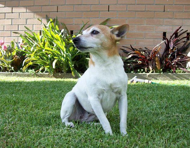 Miniature Fox Terrier or Foxie