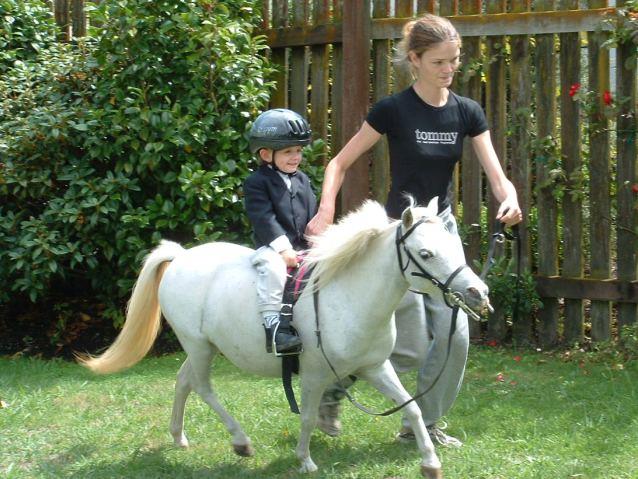 Miniature Horses: A Comprehensive Guide for Australian Owners