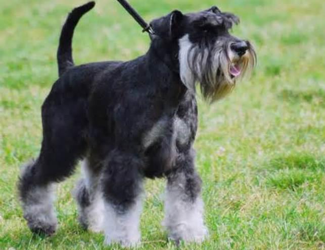 Discovering the Miniature Schnauzer: A Comprehensive Guide
