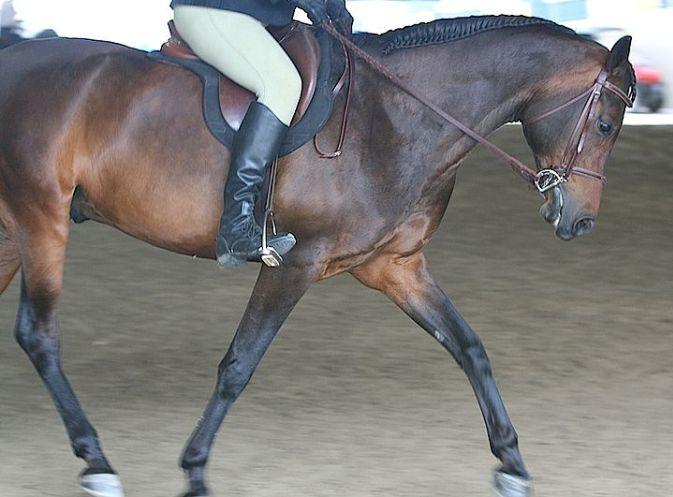 Morab Horse