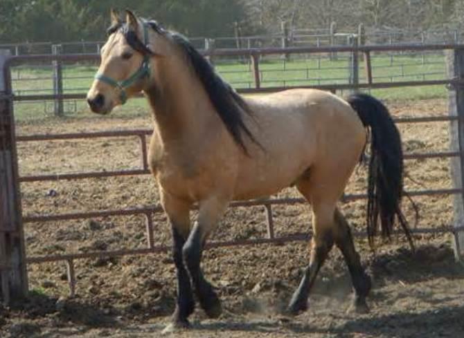 The Morgan Horse: A Comprehensive Guide to This Versatile Breed