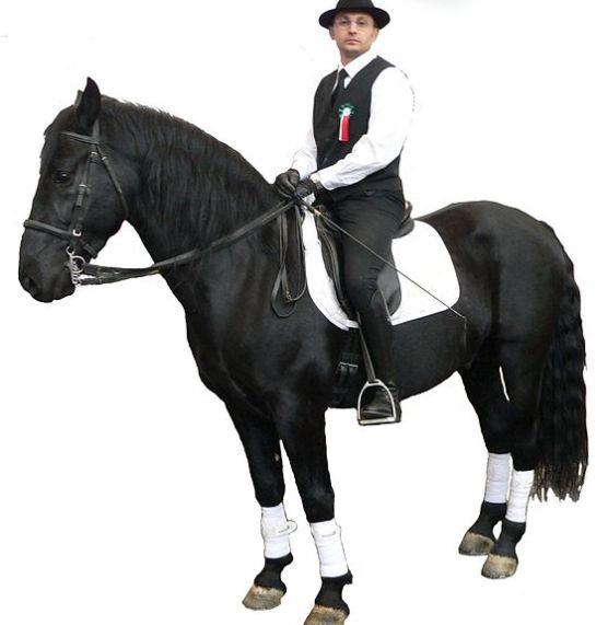 Murgese Horse