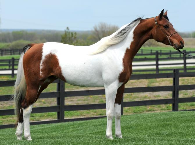 The National Show Horse: A Comprehensive Guide to This Elegant Breed