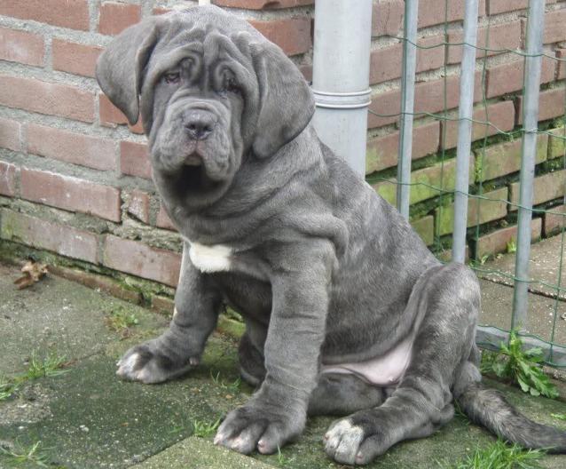 Neapolitan Mastiff