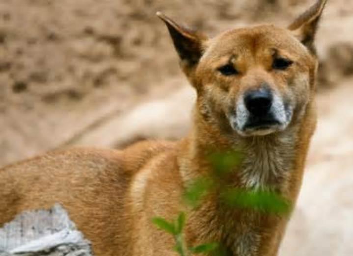 Discovering the Enigmatic New Guinea Singing Dog: A Comprehensive Guide