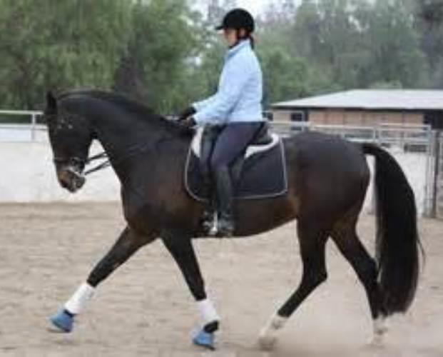 Nonius and Furioso Horses