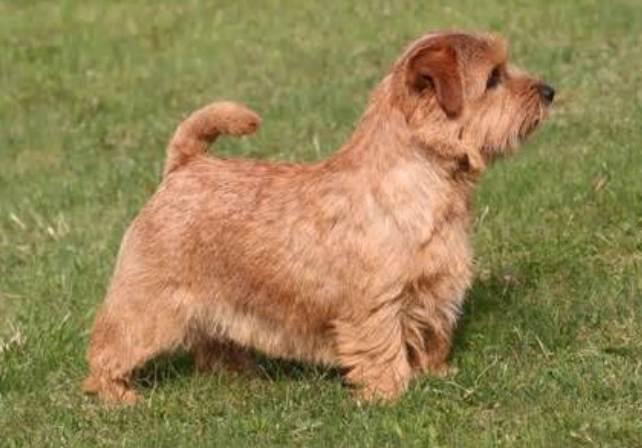 Norfolk Terrier
