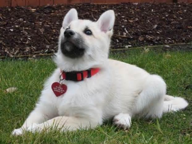 Norwegian Buhund