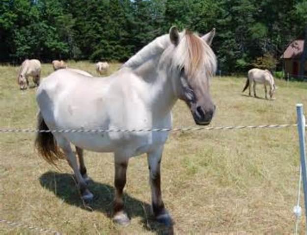 Discovering the Norwegian Fjord Horse: A Comprehensive Guide