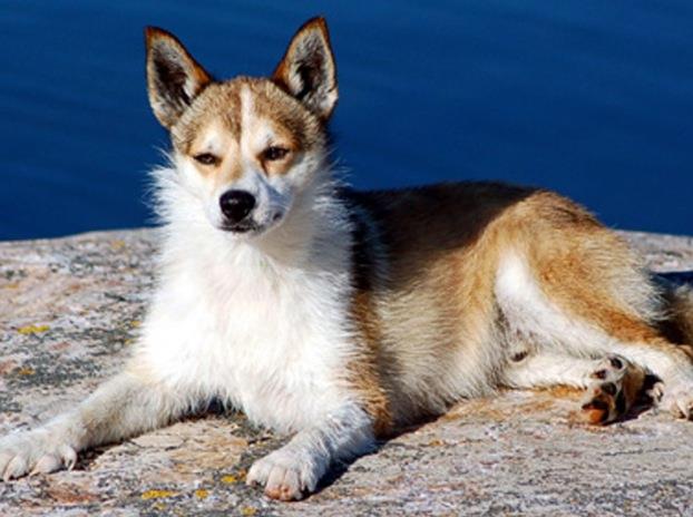Norwegian Lundehund