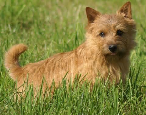 Norwich Terrier: A Comprehensive Guide to This Spirited Breed