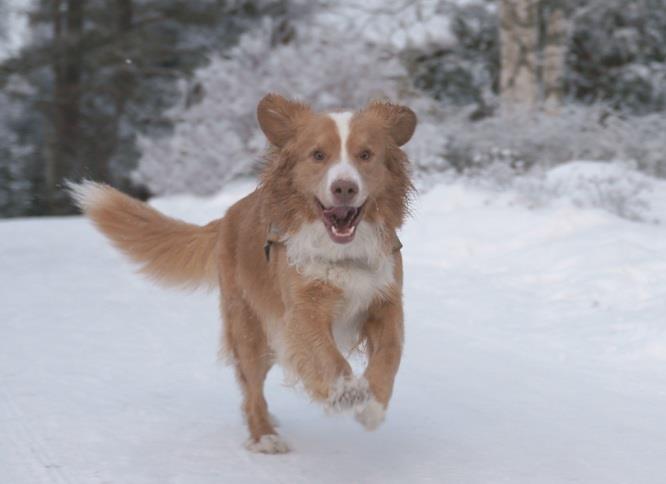 Nova Scotia Duck Tolling Retriever
