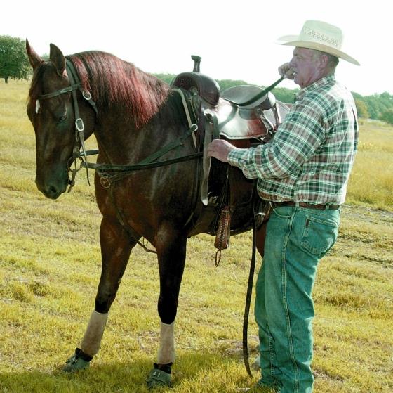 Novokirghiz Horse