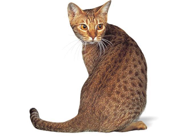 Ocicat