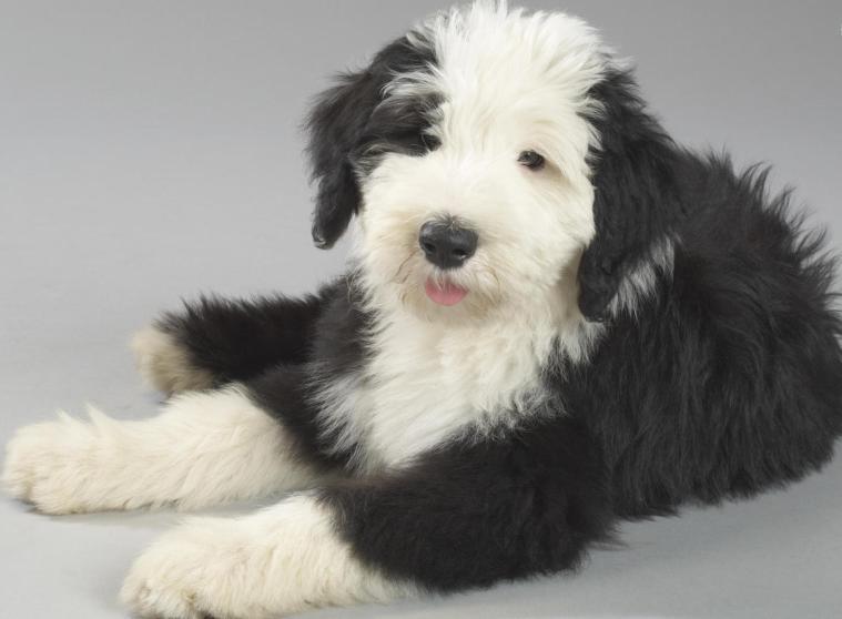 Discovering the Old English Sheepdog: A Comprehensive Guide