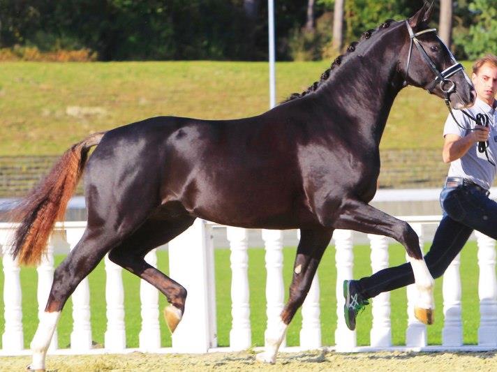 Discovering the Oldenburger Horse: A Comprehensive Guide