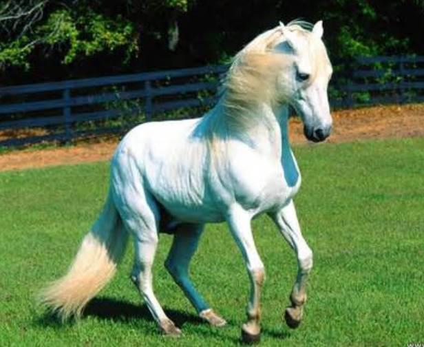 Paso Fino Horses
