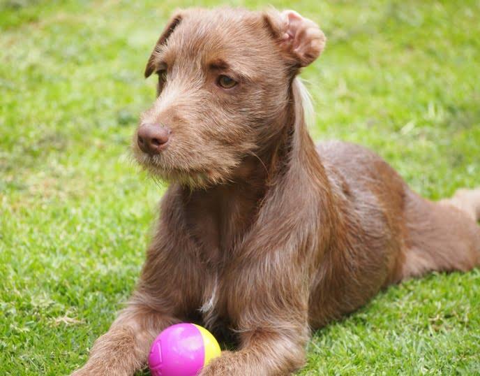 Patterdale Terrier