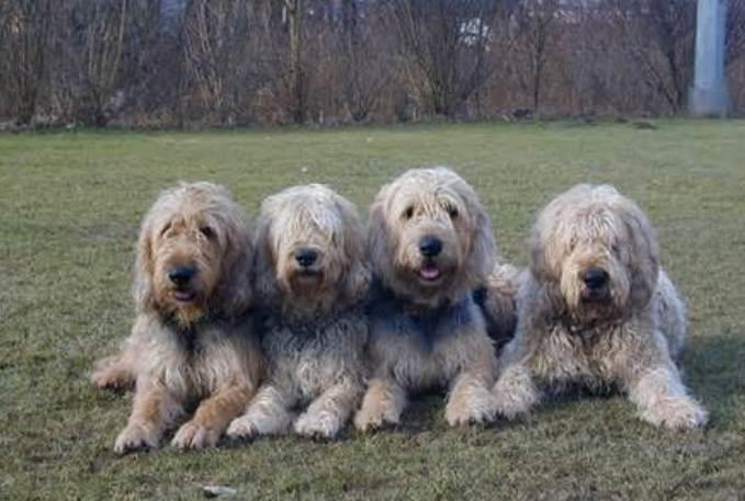 Otterhound