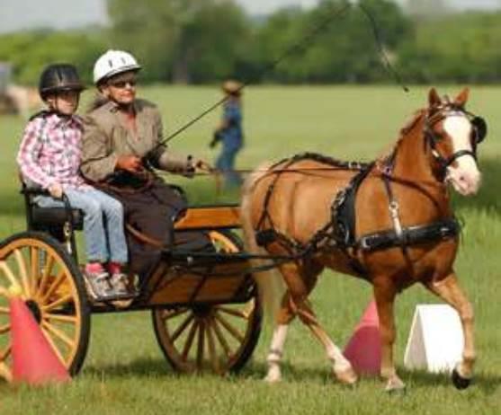 Para-Equestrianism