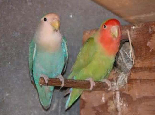 Peach Faced Lovebirds as Pets