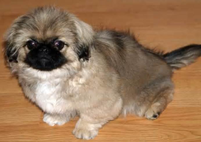 Pekingese Dogs: A Comprehensive Guide to This Regal Breed