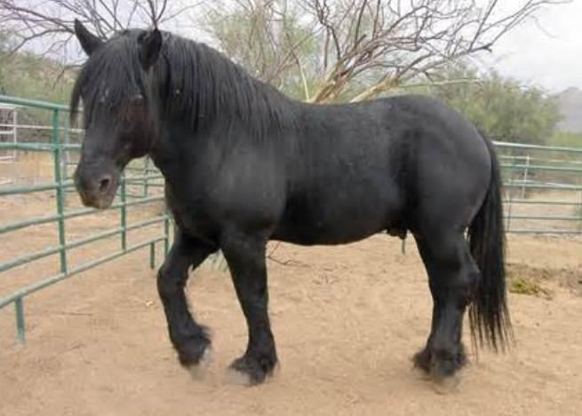Percheron Horse
