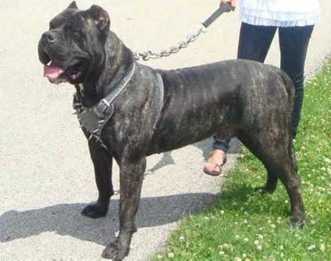 Perro de Presa Canario