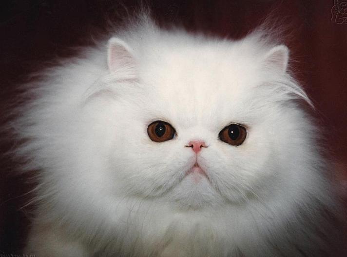 Persian Cat: A Comprehensive Guide to This Elegant Feline