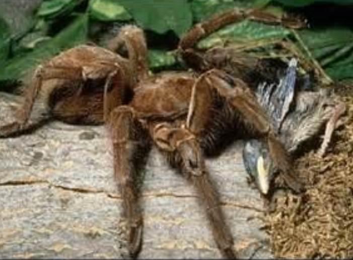 Pet Bird Eating Spider