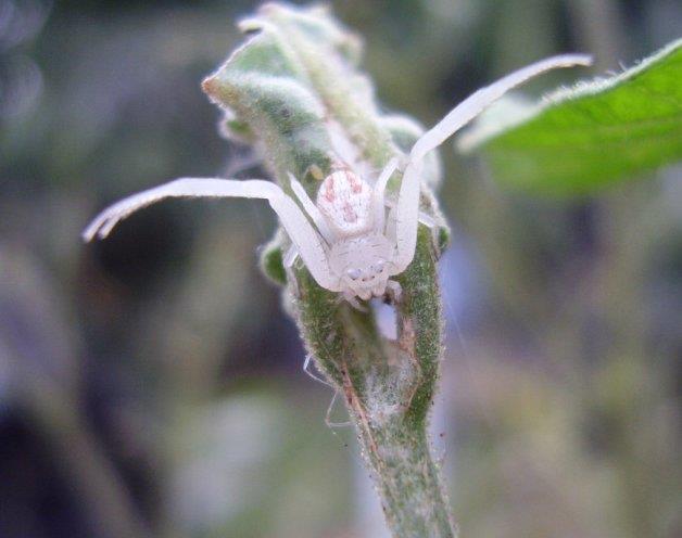 Pet Crab Spiders
