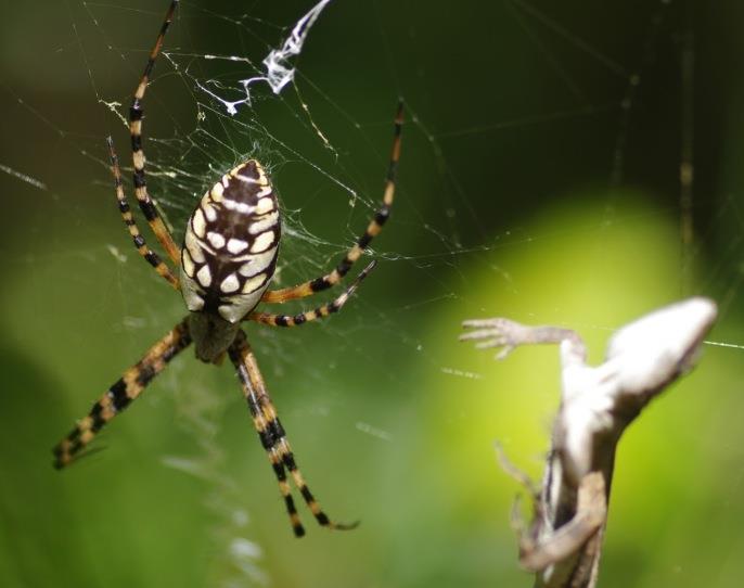 Pet Garden Spiders