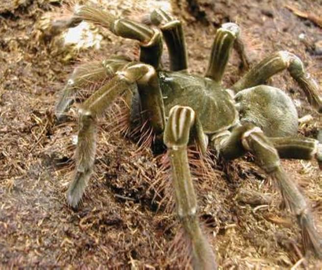 Pet Goliath Bird Eating Spider