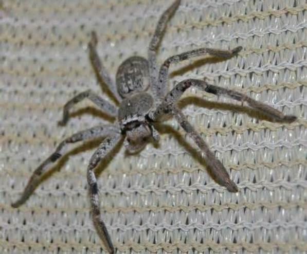Pet Huntsman Spiders