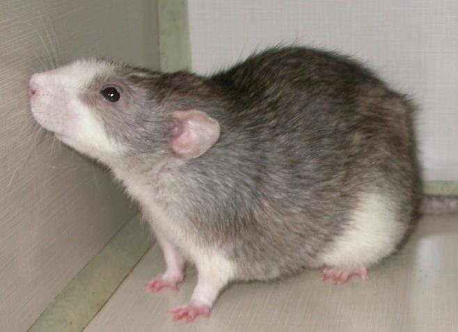 Pet Rat Body Type