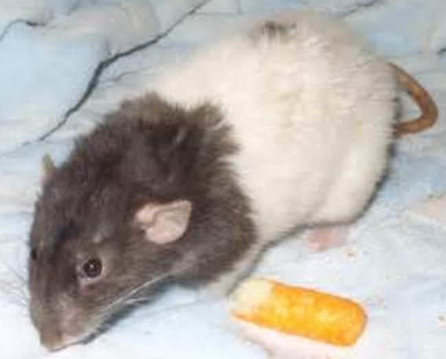 Pet Rat Coat Types