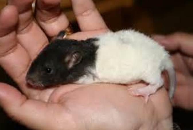 Pet Rat Colouring
