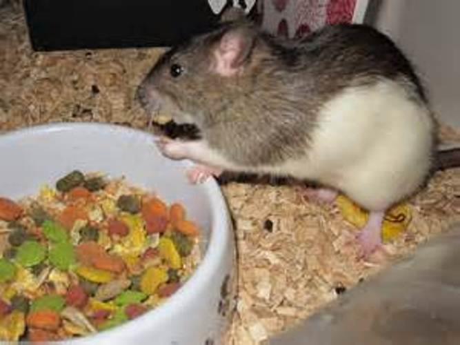 The Ultimate Guide to Feeding Your Pet Rat: Nutritional Needs and Best Foods