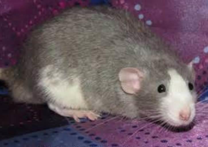 Pet Rat Markings