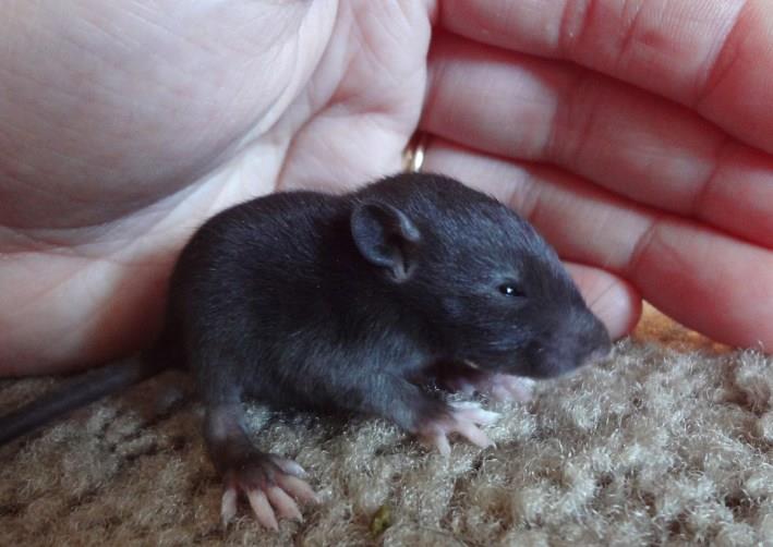 Pet Rat Risks