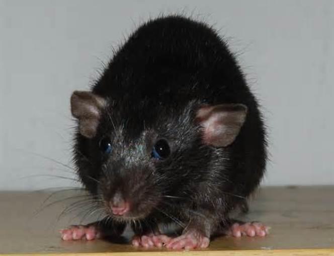 Pet Rat Varieties